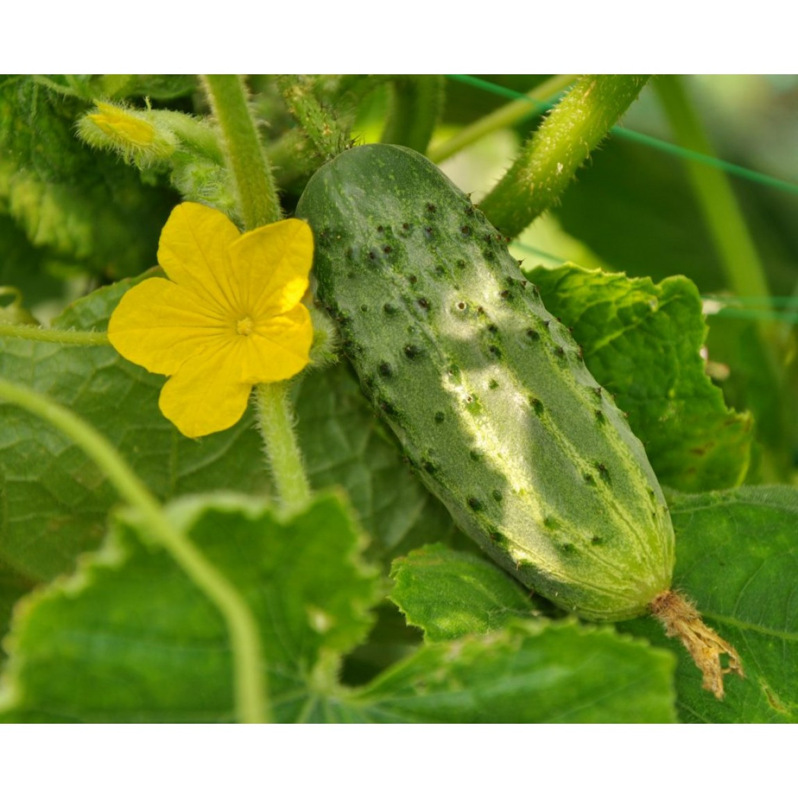 Насіння огірка Октопус F1 (Octopus F1) Syngenta 500