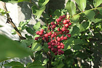 Сычуаньский перец, обманчивое желтое дерево, Колючий ясень семена - Zanthoxylum simulans