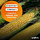 Насіння кукурудзи Хайглу, 100 000 насіння Syngenta, фото 4
