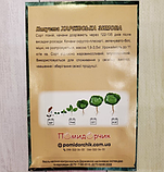 Насіння капусти білокачанної Харківська зимова, фото 4