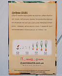 Насіння цибулі Каба, фото 4