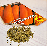 Насіння моркви Мармеладка, фото 6