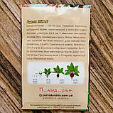 Насіння буряка Вітал, фото 2