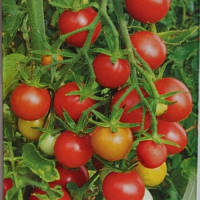Семена томата Колибри 1 грамм (Эдитный ряд)