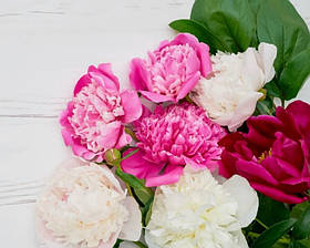 Картина за номерами Півонієва фієста 40*50 см ArtCraft 13107-AC