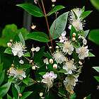 Саджанці Мірта звичайного (Myrtus communis) Р9, фото 3