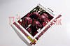 Насіння буряків столове "Негритятко" велика пачка 20 г, фото 5