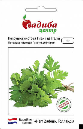 Насіння петрушки Гігант де Італія 1 г, Садиба Центр, фото 1