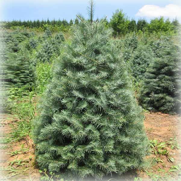 Ялиця каліфорнійська Конколор (Сoncolor), фото 1