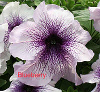 Семена цветка Petunia Virtuoz Blueberry 250 драже (Kitano Seeds)