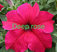 Семена цветка Petunia Virtuoz Deep Rose 250 драже (Kitano Seeds)