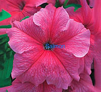 Семена цветка Petunia Virtuoz Salmon 250 драже (Kitano Seeds)