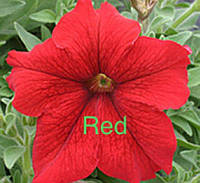 Семена цветка Petunia Virtuoz Red 250 драже (Kitano Seeds)