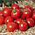 Насіння томату Асвон F1 (Aswan F1), 1000 шт., для переробки, фото 2
