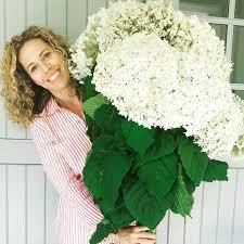 Гортензія деревовидна Abetwo 2 річна, Гортензия древовидная Абетво, Hydrangea arborescens Incrediball Abetwo, фото 3