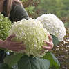Гортензія деревовидна Abetwo 2 річна, Гортензия древовидная Абетво, Hydrangea arborescens Incrediball Abetwo, фото 8