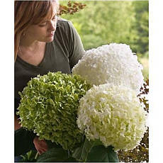 Гортензія деревовидна Abetwo 2 річна, Гортензия древовидная Абетво, Hydrangea arborescens Incrediball Abetwo, фото 4