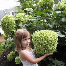 Гортензія деревовидна Abetwo 2 річна, Гортензия древовидная Абетво, Hydrangea arborescens Incrediball Abetwo, фото 5