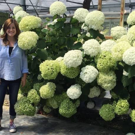 Гортензія деревовидна Abetwo 2 річна, Гортензия древовидная Абетво, Hydrangea arborescens Incrediball Abetwo, фото 1