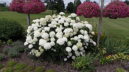 Гортензія деревовидна Abetwo 2 річна, Гортензия древовидная Абетво, Hydrangea arborescens Incrediball Abetwo, фото 6
