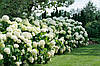 Гортензія деревовидна Abetwo 2 річна, Гортензия древовидная Абетво, Hydrangea arborescens Incrediball Abetwo, фото 9