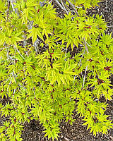 Клен японський "Рюсен" -"Дух Дракона". Acer palmatum Ryusen .