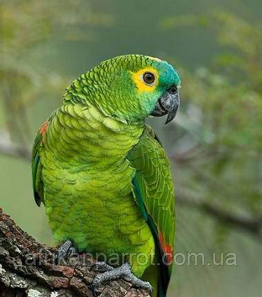 Синьолобий амазон (Amazona aestiva), фото 1