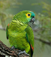 Синьолобий амазон (Amazona aestiva)