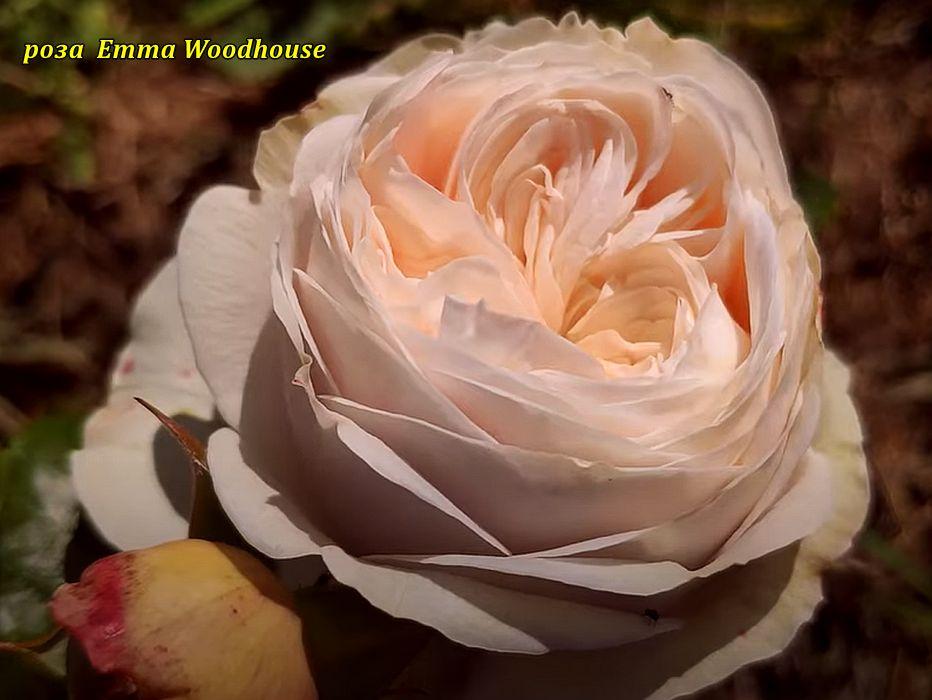 Троянда Emma Woodhouse (Емма Вудхаус), фото 1