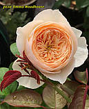 Троянда Emma Woodhouse (Емма Вудхаус), фото 2