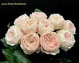 Троянда Emma Woodhouse (Емма Вудхаус), фото 4