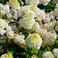 Гортензия метельчатая «Диамантино» (Hydrangea paniculata`Diamantino`) конт. 2л