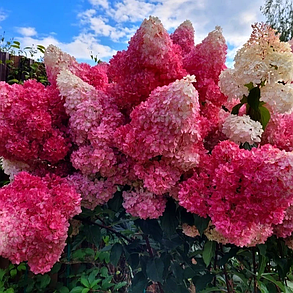 Гортензія волотиста "Ваніла фрайз" \ hydrangea pan. vanille fraise (саджанці 2 роки), фото 2