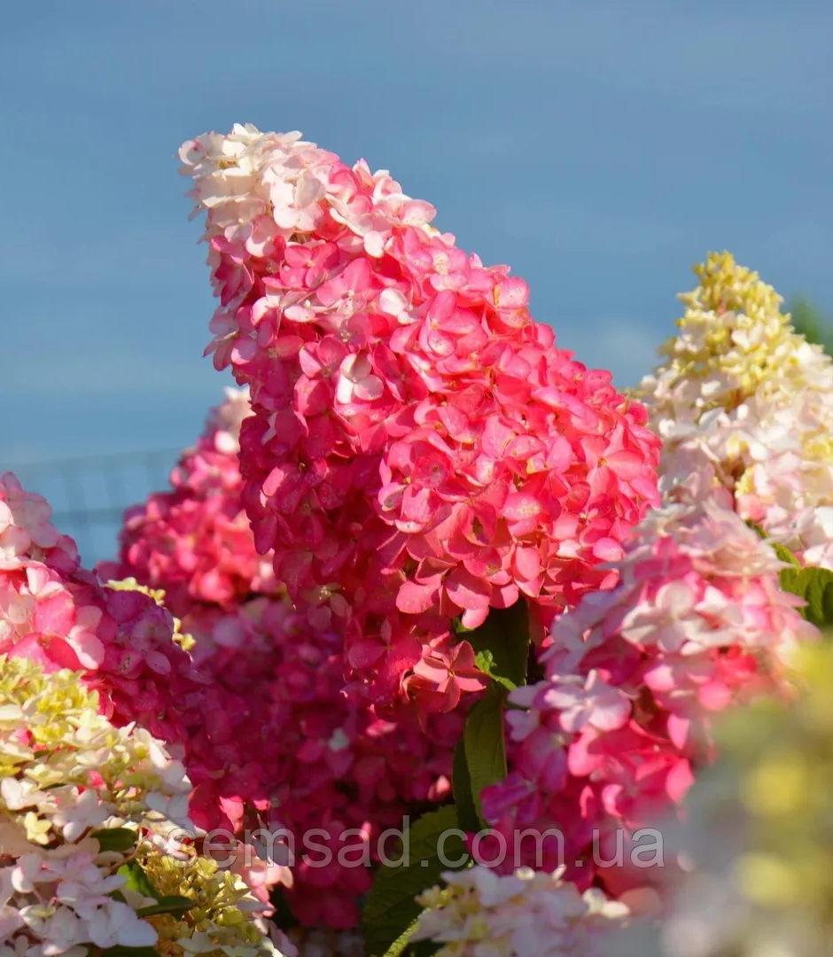 Гортензія волотиста "Ваніла фрайз" \ hydrangea pan. vanille fraise (саджанці 2 роки)