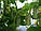 Насіння огірка Артист F1 (Artist F1) 250 шт., партенокарпічного, фото 3