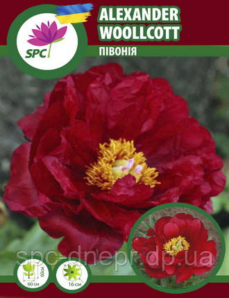 Півонія трав'яниста Alexander Woollcott, фото 1