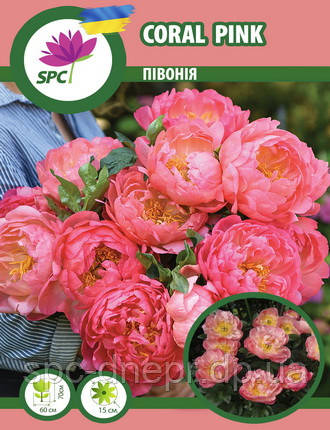 Півонія трав'яниста Coral Pink, фото 1