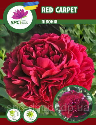 Півонія трав'яниста Red Carpet, фото 1