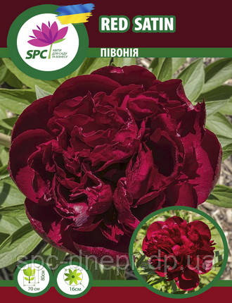 Півонія трав'яниста Red Satin, фото 1