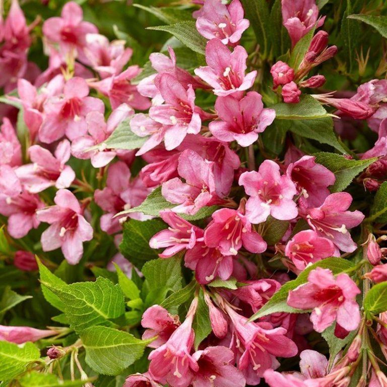 Саджанці Вейгели гібридної Пікобелла Роса (Weigela florida Picobella Rosa) Р9