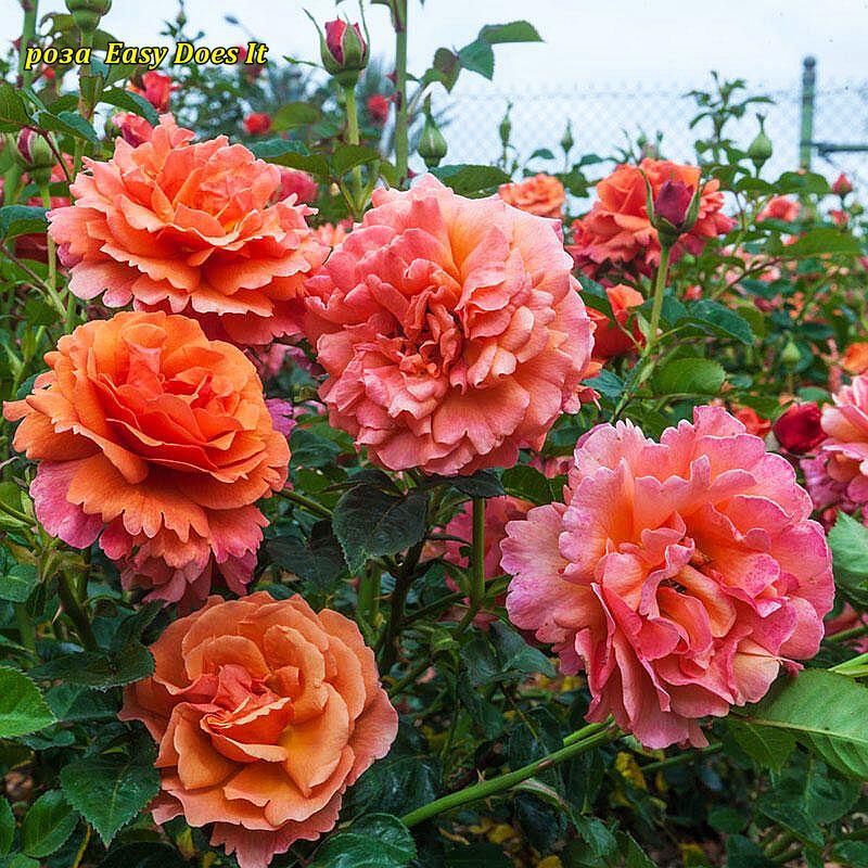 Роза Easy Does It (Изи Даз Ит) штамб 80см: продажа, цена в