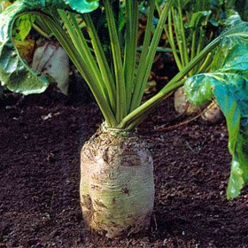 Насіння Буряк кормовий 100г (Польша)