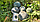 Насіння кавуна Ранньостиглий сорт Вогник 20 шт Помідорчик, фото 7