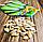 Насіння кабачка цукіні ранній сорт Чаклун велика пачка 100 шт Помідорчик, фото 6