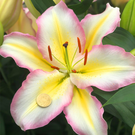 Лілія Східна Captain Tricolore 14/16