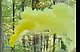Кольоровий дим Maxsem 60 сек, жовтий, фото 3
