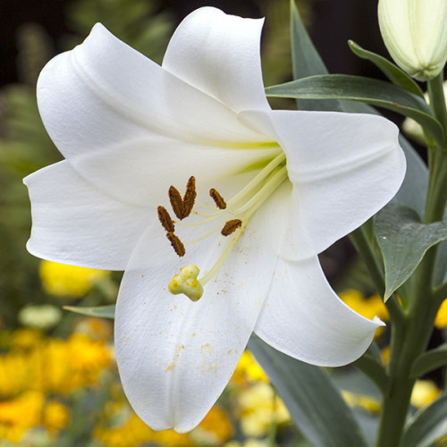 Лілія ЛО-гібрид Fredo 18/20