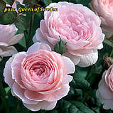 Роза Queen of Sweden (Королева Швеції), корінь ОКС, фото 4