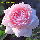 Роза Queen of Sweden (Королева Швеції), корінь ОКС, фото 2