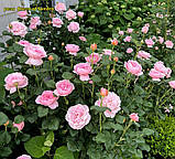 Роза Queen of Sweden (Королева Швеції), корінь ОКС, фото 5